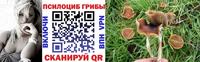 Галлюциногенные грибы Psilocybine cubensis  блэк спрут   Сосногорск  наркошоп 